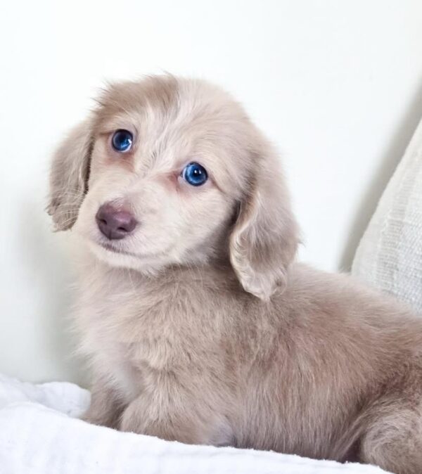 IMG-20251101-WA0122 Oliver