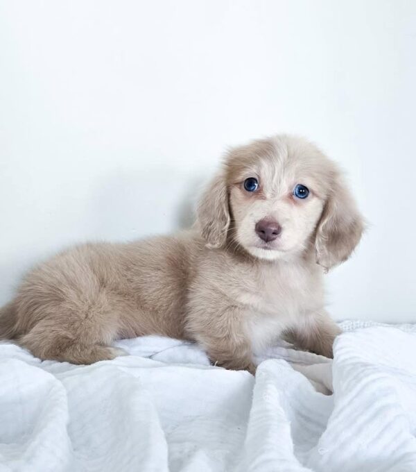 IMG-20251101-WA0124 Oliver