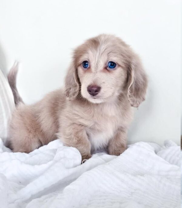 IMG-20251101-WA0125 Oliver