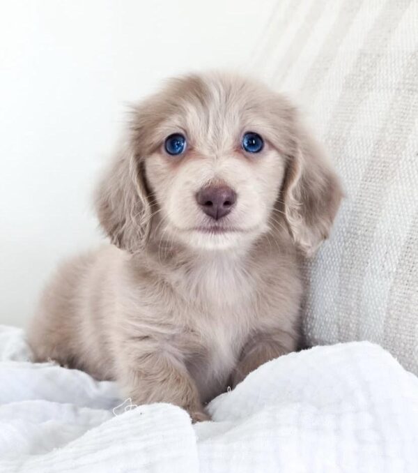 IMG-20251101-WA0126 Oliver