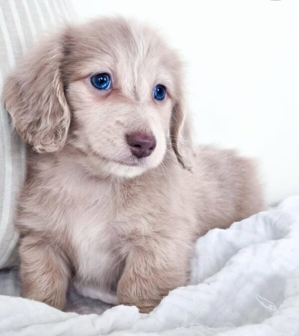 IMG-20251101-WA0127 Oliver