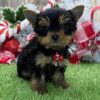 YORKIES Yorkshire Terrier