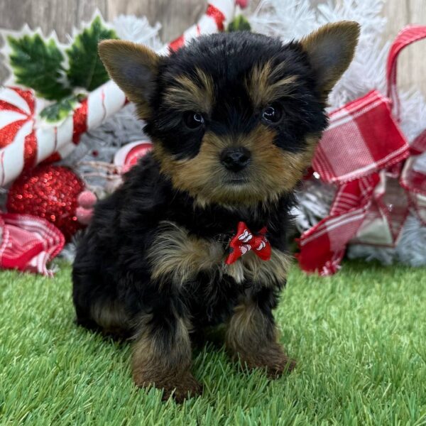 YORKIES Yorkshire Terrier