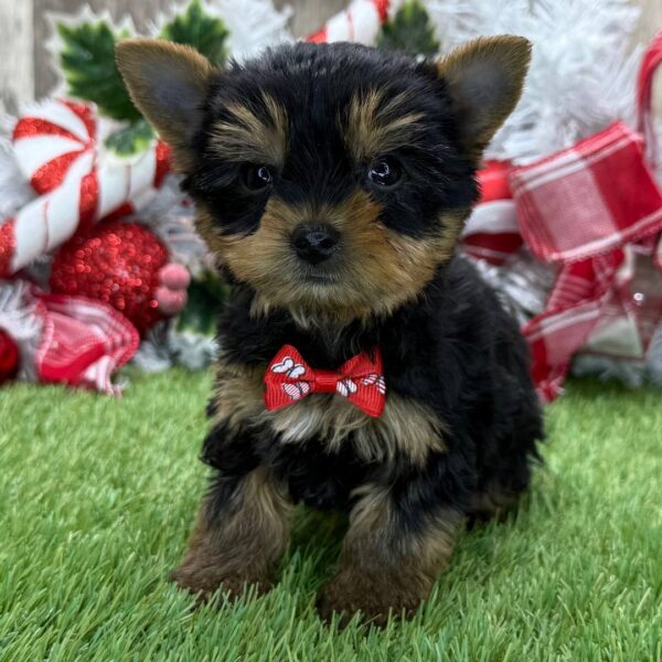 photo_2025-11-22_23-17-04 Yorkshire Terrier