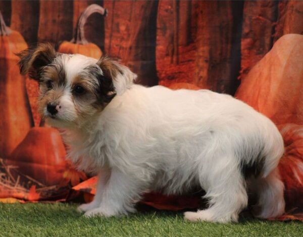 photo_2025-11-22_23-34-38 Charlie