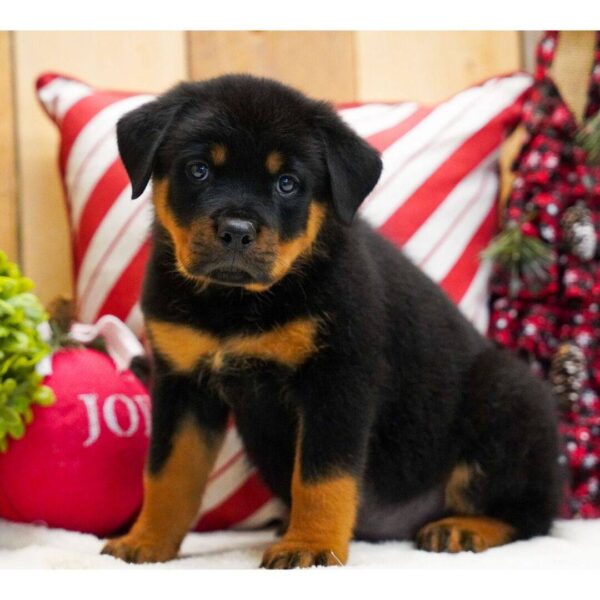 photo_2025-11-25_14-59-47 Mathis