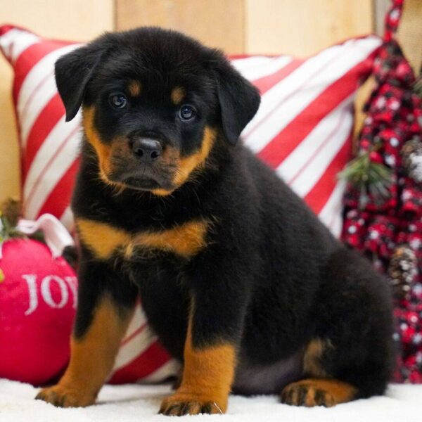 photo_2025-11-25_14-59-52 (2) Mathis