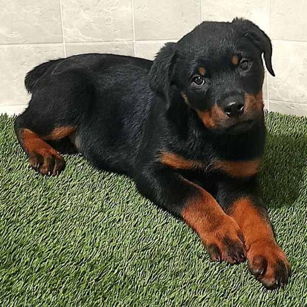 photo_2025-11-25_15-27-40 Rascal