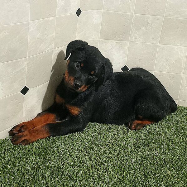 photo_2025-11-25_15-27-43 Rascal