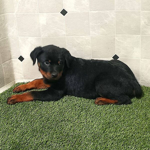 photo_2025-11-25_15-27-45 Rascal