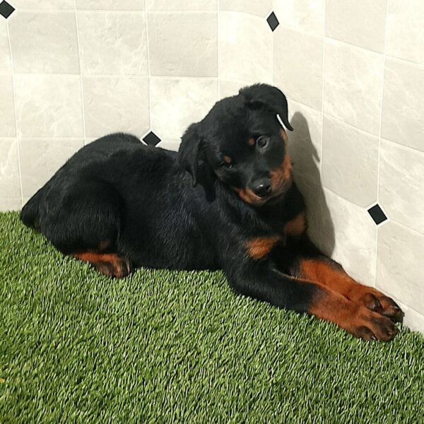 photo_2025-11-25_15-27-48 Rascal