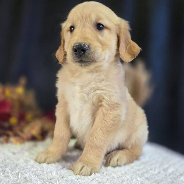 photo_2025-11-25_16-22-23 Josef