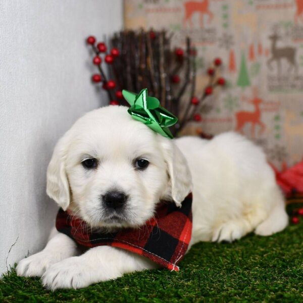 photo_2025-11-25_16-34-19 Lilly