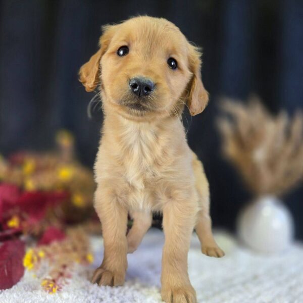 photo_2025-11-25_16-40-47 Josie