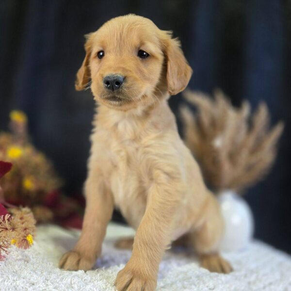 photo_2025-11-25_16-40-49 Josie