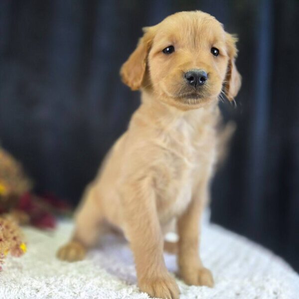 photo_2025-11-25_16-40-52 Josie