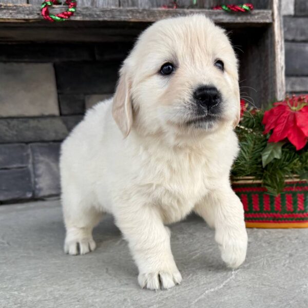 photo_2025-11-25_16-47-52 Snuggles