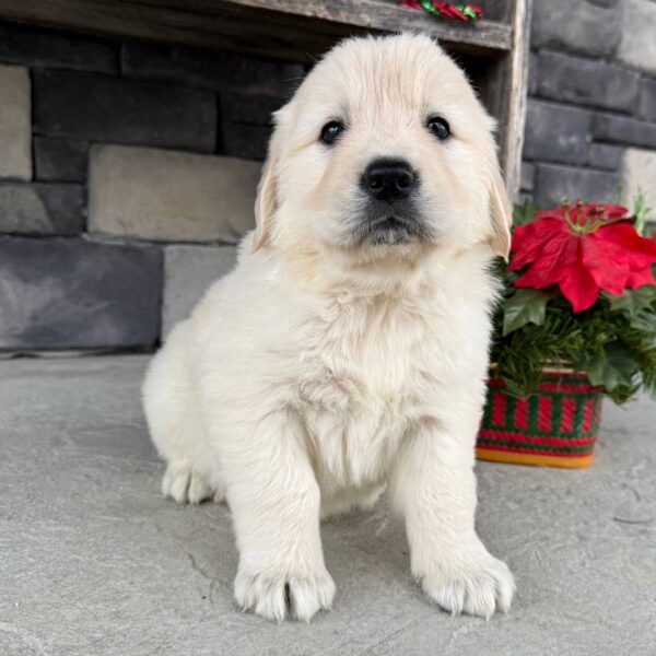 photo_2025-11-25_16-47-56 Snuggles