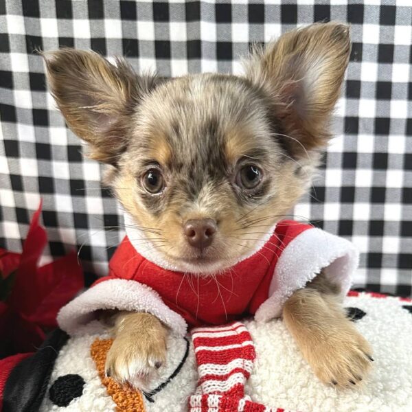 photo_2025-11-26_01-34-09 Oleander