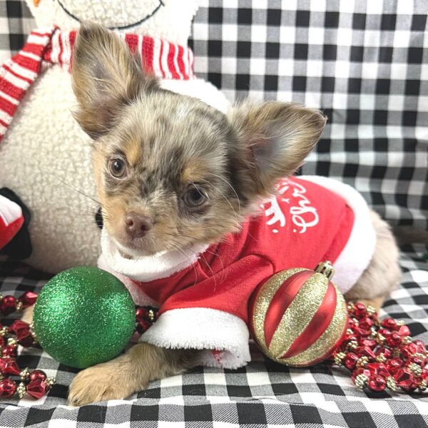 photo_2025-11-26_01-34-13 Oleander