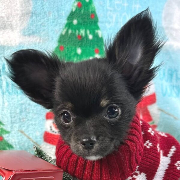 photo_2025-11-26_01-45-52 Ripley