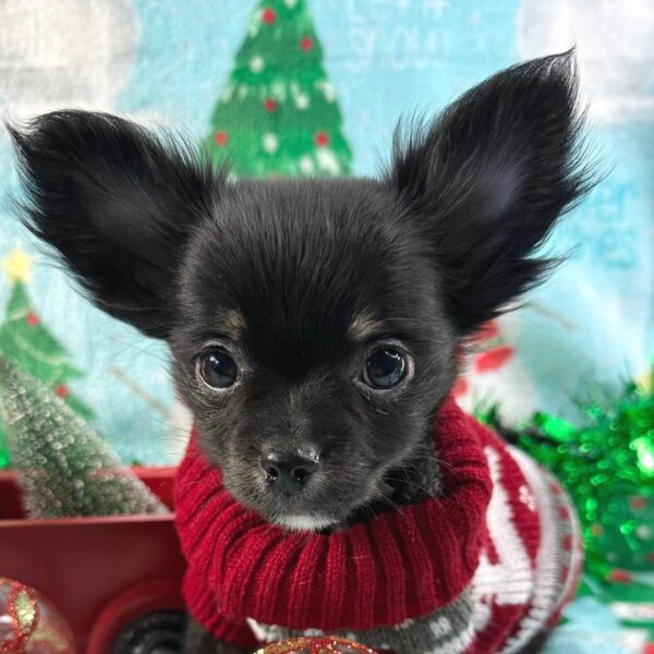 photo_2025-11-26_01-45-54 Ripley