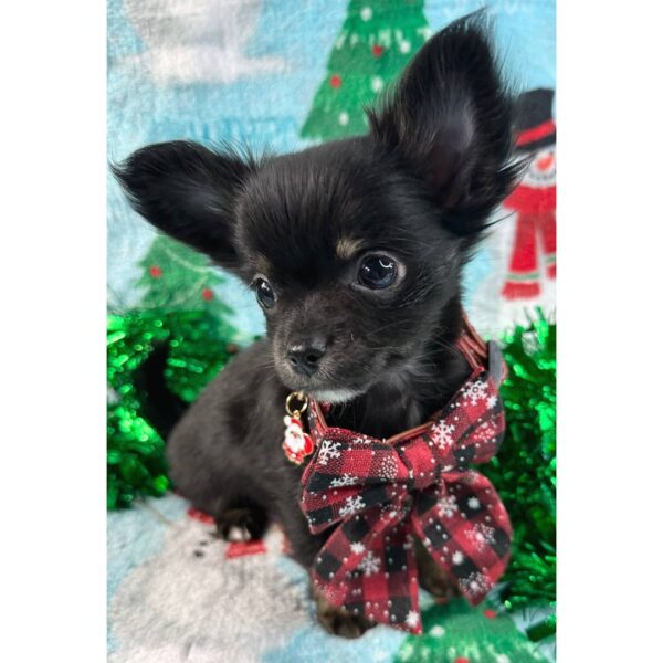 photo_2025-11-26_01-45-55 Ripley