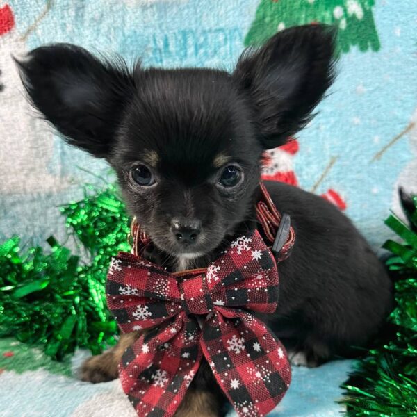 photo_2025-11-26_01-45-57 Ripley