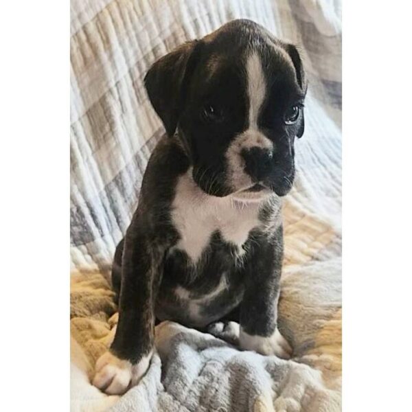 photo_2025-11-26_02-09-25 Frosty