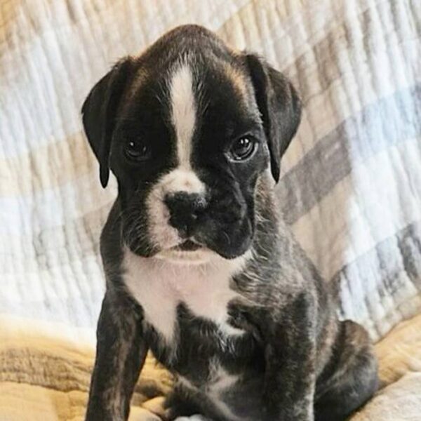 photo_2025-11-26_02-09-27 Frosty