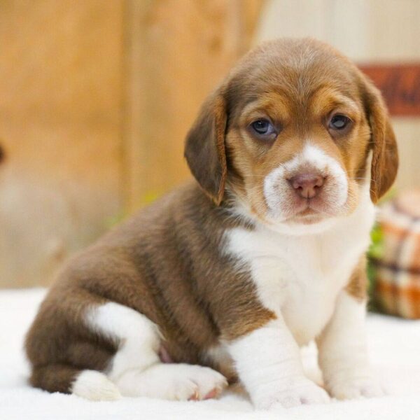 photo_2025-11-26_02-23-24 Magnolia