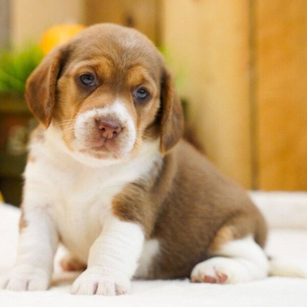 photo_2025-11-26_02-23-26 Magnolia