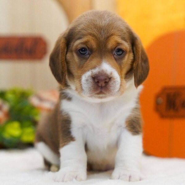 photo_2025-11-26_02-23-28 Magnolia