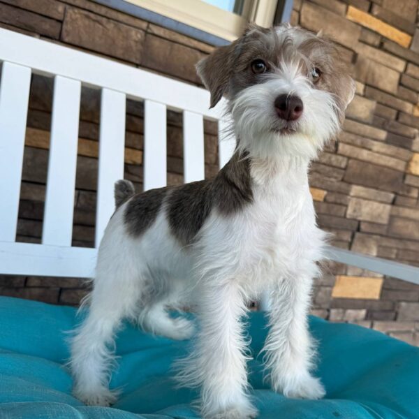 photo_2025-11-26_03-26-09 Jade