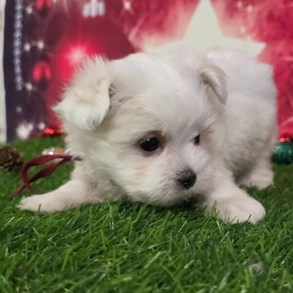 photo_2025-11-26_03-38-22 Belle