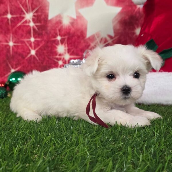 photo_2025-11-26_03-38-31 - Copy Belle