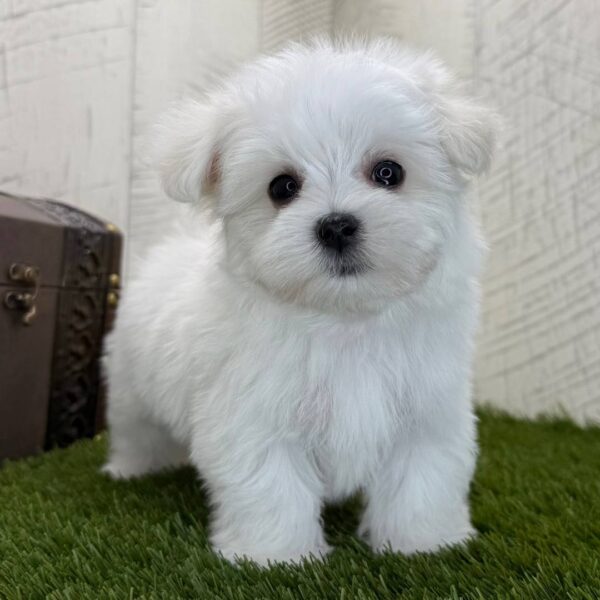 photo_2025-11-26_03-55-02 Sherlock