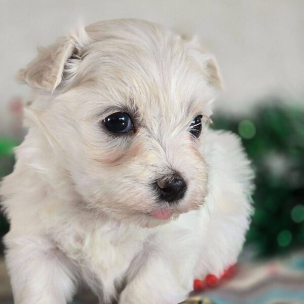 photo_2025-11-26_03-58-18 Felix