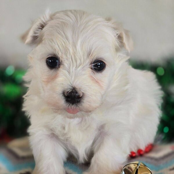 photo_2025-11-26_03-58-21 Felix