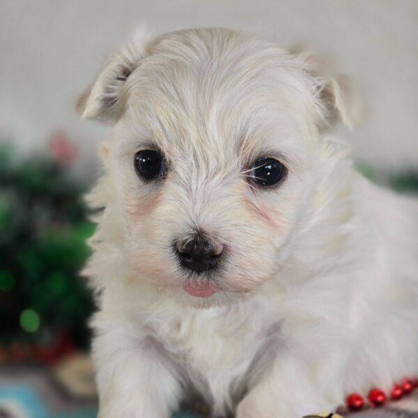 photo_2025-11-26_03-58-23 Felix