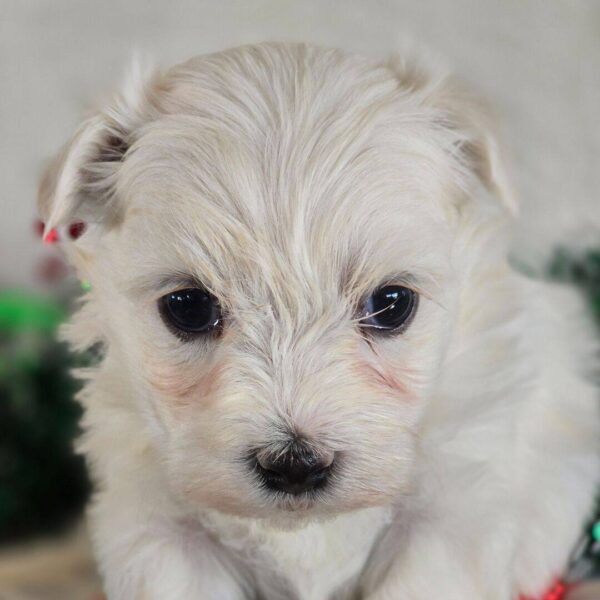 photo_2025-11-26_03-58-24 Felix