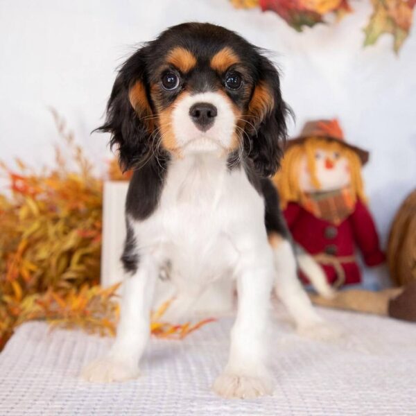 photo_2025-11-28_16-01-48 Caspian