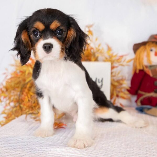 photo_2025-11-28_16-01-52 Caspian