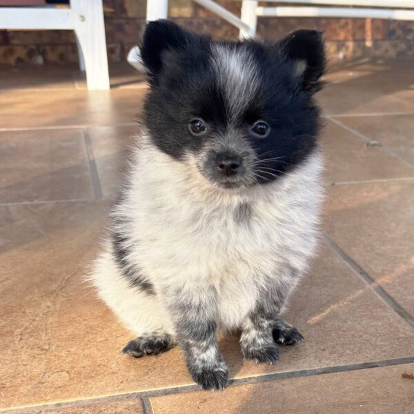 photo_2025-11-28_16-41-28 Bella